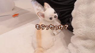 絶対わかってるのに「もらってない顔」する兄犬と、毎回タイミングよく現れる妹犬。