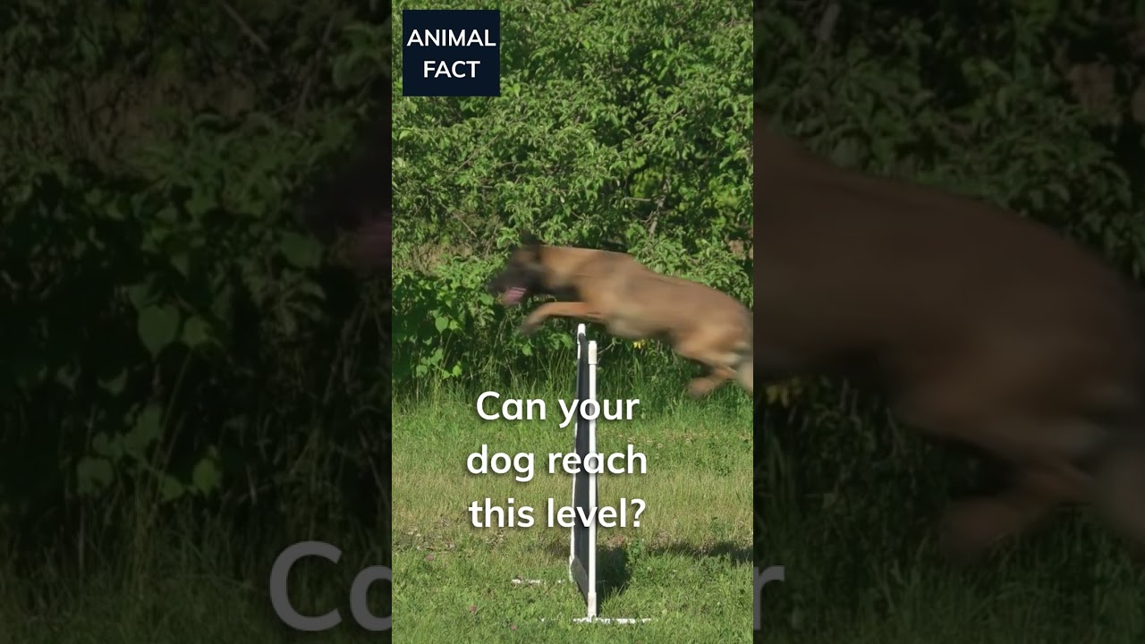 Expert level Agility training. Amazing dog! #animalfactsshorts #dogs #agility #shorts