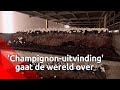 Verwarmingssysteem van Gemertse champignonkwekerij gaat de wereld over