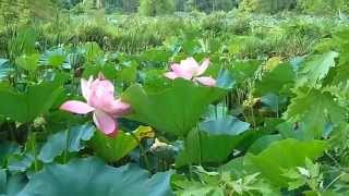 preview picture of video 'Kenilworth Aquatic Garden in Washington DC'