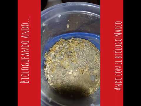 Separación de crías de escorpiones