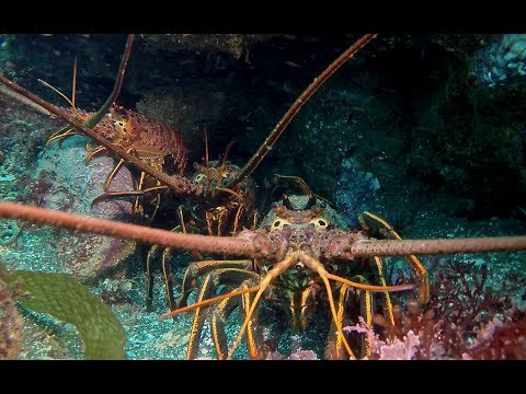 Anacapa Island - Diving Aboard Spectre - May 2019