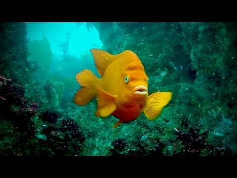 Anacapa Island – Diving May 2019 - scuba diving video