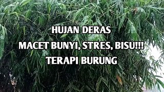 Download lagu TERAPI AIR HUJAN PENGGACOR BURUNG MACET BUNYI PALING AMPUH mp3 Download lagu TERAPI AIR HUJAN PENGGACOR BURUNG MACET BUNYI PALING AMPUH mp3