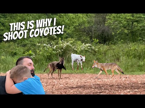 Coyotes Killed Five Animals!