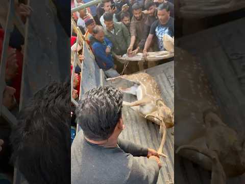 Aaj Mere Indarana Gav Main Ye Kon Sa Janwer A Gaya 😱🦌 | #deer #petsvlogs #jabalpurpetsman