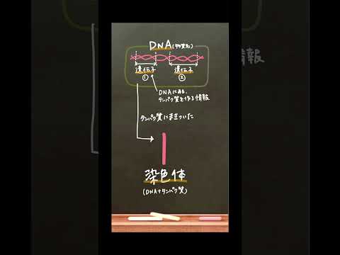 ヒト X 染色体について詳しく解説