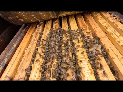 407. Február - ako ďalej postupovať keď už matky začínajú klásť