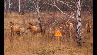 Wildlife Of Chernobyl