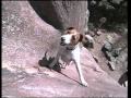 Biscuit the Climbing Dog from FRONT RANGE FREAKS by Sender Films
