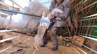 [問卦] 台灣哪裡有野生的兔子