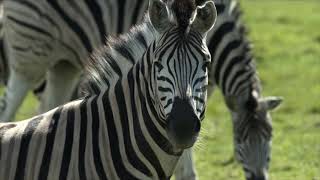 Parc Safari, Wilderness up close!