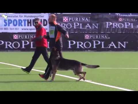 Henrik vom Wolfsheim - SV Bundessiegerprüfung 2017 - B