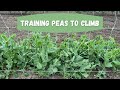 TRY THIS SIMPLE TRICK TO HELP YOUR PEAS CLIMB A TRELLIS!