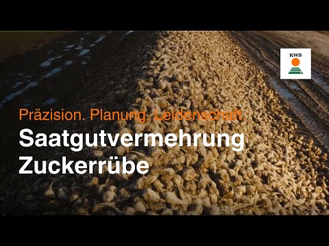 Sugar beet seed propagation: How a future grows from a seed