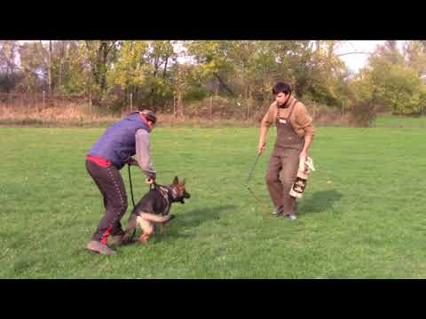 Orry z Jukasu - protection - 8 months