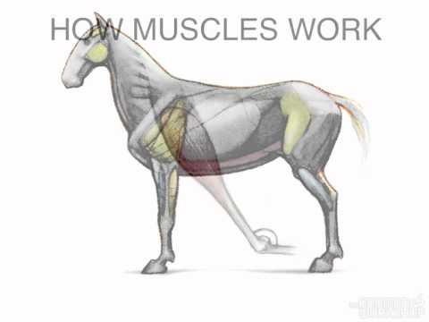 Muscles Animal Anatomy