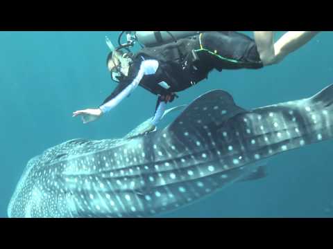 Nabire Whale Shark-P110927