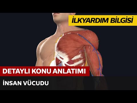 İnsan Vücudu İnsan Vücudu