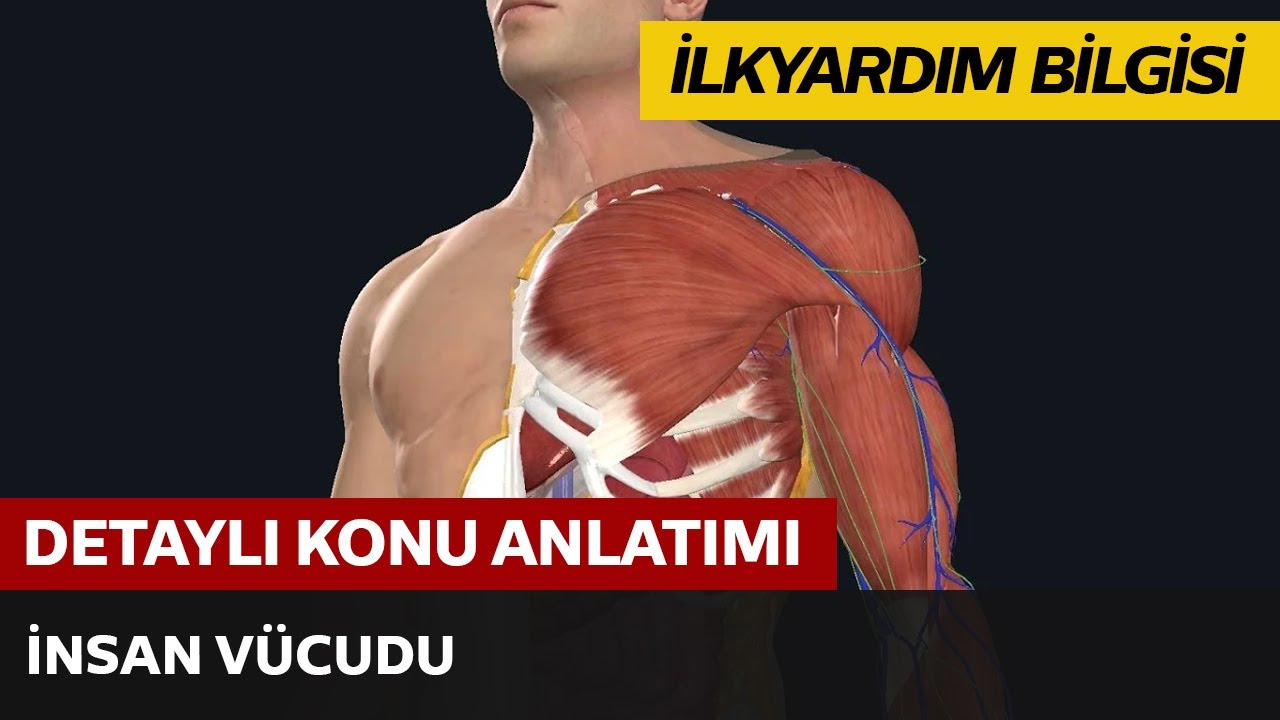İnsan Vücudu