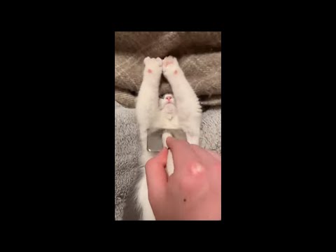 Cat Lift Its Hands While Sleeping on Its Back to Get Some Message With a Scratcher
