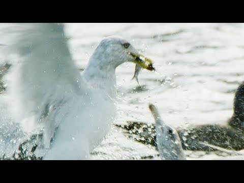 Seagulls and Guillemots Working Together to Fish | BBC Earth