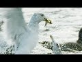 Seagulls and Guillemots Collaborating to Fish Herrings | BBC Earth
