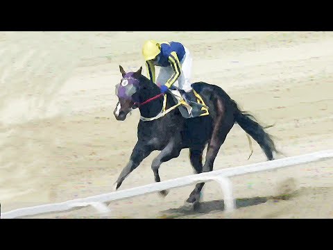 8/8-제주-손석범-(금-“케러비언“19,3배/메인완짱[가야할마필]또,복병/중배당+다적중/약속을지켜..!!