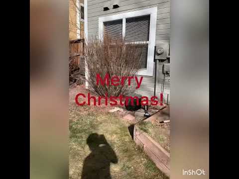 Ibby the best dog ever Christmas special 2