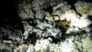 preview picture of video 'Juvenile Painted Frogfish @ Isla Reta'