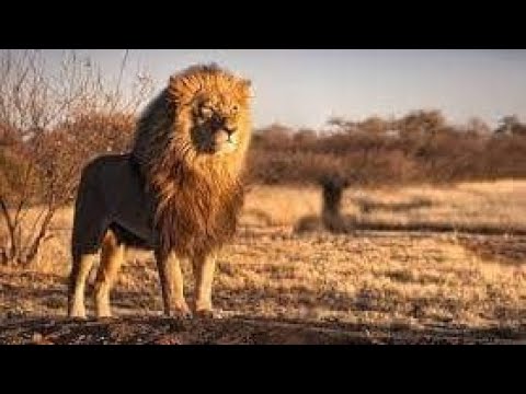 الحياة في البريه عبده جعيدي