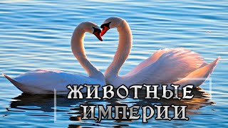 Возрождение империи. Удивительный мир природы, дикие животные. #Документальный фильм. Love Nature