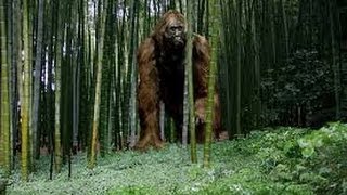 Bigfoot - Woman abducted? BFRO Report, Hank's Debut, MT Man's Encounter, TGBF and more...