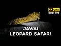 Jawai Leopard Safari | Jawai Bandh, Rajasthan 2023 - 4K Video Hindi