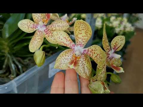 Чудесный МАРТОВСКИЙ завоз ОРХИДЕЙ в 'Elsa Orchid!ОРХИДЕИ ПОЧТОЙ,Самара,ссылки на группу - в описании