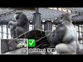 Dad Gorilla Peeks At His Baby S Sleeping Face Momotaro Momotaro Family
