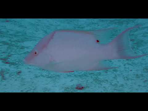 9 Wrasse - scuba diving video