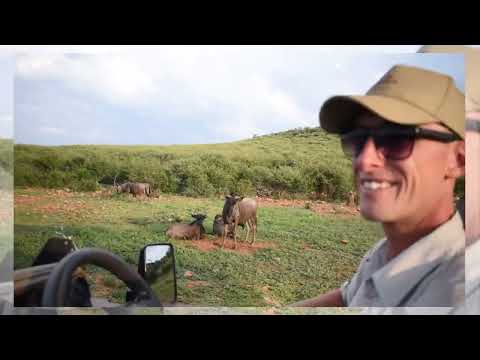 RHULANI MINUTE SAFARI - Four Blue Wildebeest