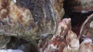 A Pair of Strange Beasts