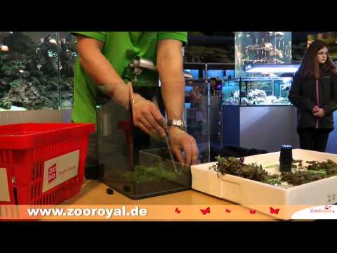 Einrichten eines Dennerle Nano Cube 30 Liter Aquarium