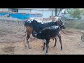 Bull Calf Feeding Cows Video
