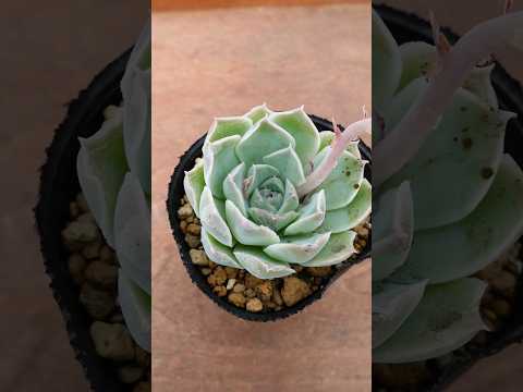 庭のコナカイガラムシの治療法: 祖母の効果的な 5 つの治​​療法  庭園