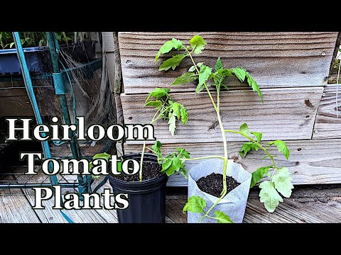 Tomatoes Seeds For Sale All information about healthy
