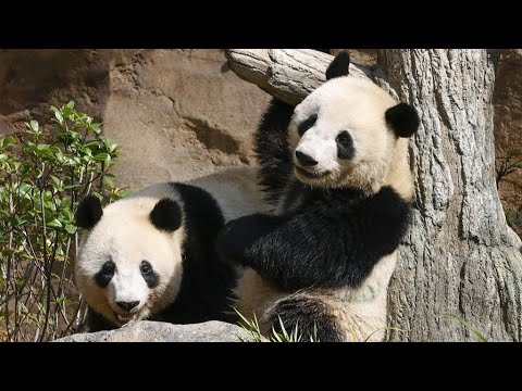 Os pandas gigantes gêmeos do Japão tornaram-se independentes
