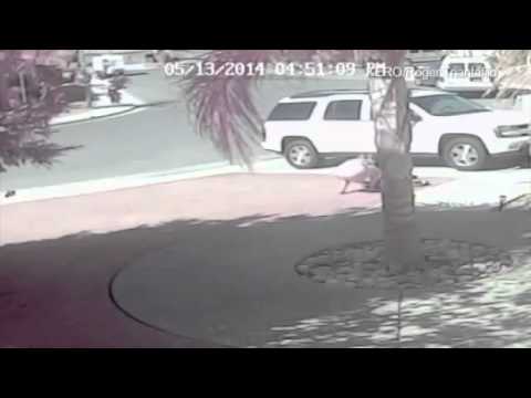 Hero cat saves boy from dog attack