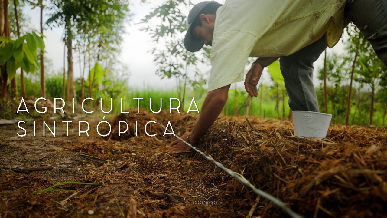 Agricultura Sintrópica - Patrick Costa