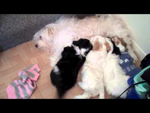 Big Scary Monsters Part 1 - Cute Puppy - Funny Dog - Bichon