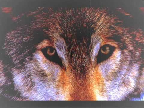 Katya Sanna - La Donna Lupo/Wolf Woman (da cd 
