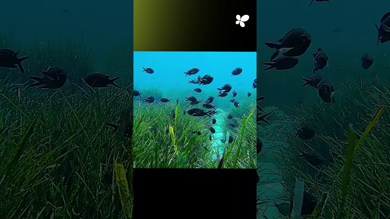 Balearic Islands Relaunches its Posidonia Monitoring Network