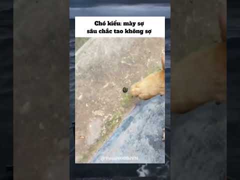 Chó said: Đến con sâu cũng bắt t xử lý:) #memeVN#haimeme#shortsvn#haihuoc#funny#giaitri